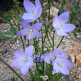 Campanule pyramidale Bleue